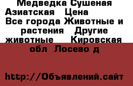 Медведка Сушеная Азиатская › Цена ­ 1 400 - Все города Животные и растения » Другие животные   . Кировская обл.,Лосево д.
